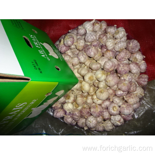 Size 5.0cm Normal White Garlic